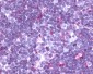CCR9 Antibody (C-Terminus)