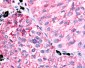 PTGER1 / EP1 Antibody (Cytoplasmic Domain)