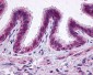 PTGER2 / EP2 Antibody (N-Terminus)