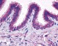 PTGER2 / EP2 Antibody (Extracellular Domain)