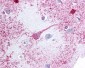PTGER3 / EP3 Antibody (Cytoplasmic Domain)
