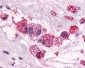 PTGER3 / EP3 Antibody (Cytoplasmic Domain)