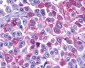 ADGRB3 Antibody (C-Terminus)