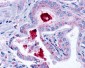 LPAR3 / LPA3 / EDG7 Antibody (Cytoplasmic Domain)