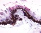 RGR Antibody (Extracellular Domain)