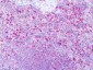 HRH1 / Histamine H1 Receptor Antibody (Cytoplasmic Domain)