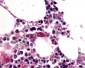 ADGRE1 / F4/80 Antibody (N-Terminus)