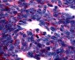 GPER1 / GPR30 Antibody (Cytoplasmic Domain)