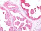 GPR68 / OGR1 Antibody (C-Terminus)