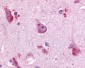 GPR68 / OGR1 Antibody (C-Terminus)