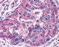 GPRC5A / RAI3 Antibody (Cytoplasmic Domain)