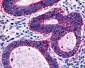 GPR45 Antibody (N-Terminus)