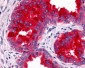 GPR45 Antibody (Extracellular Domain)