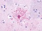 NTSR2 / NTR2 Antibody (C-Terminus)