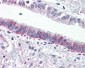 F2RL3 / PAR4 Antibody (N-Terminus)