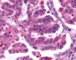 CXCR4 Antibody (N-Terminus)