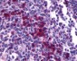 CXCR4 Antibody (Cytoplasmic Domain)