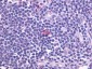 CXCR5 Antibody (Cytoplasmic Domain)