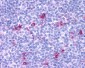 CCR3 Antibody (Extracellular Domain)