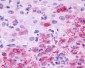 LHCGR / LHR / LH Receptor Antibody (C-Terminus)