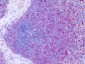 ACKR4 / CCRL1 / CCR11 Antibody (Cytoplasmic Domain)