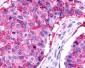 TPRA1 / GPR175 Antibody (Cytoplasmic Domain)