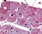 TPRA1 / GPR175 Antibody (Cytoplasmic Domain)