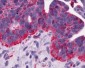 MCHR1 Antibody (N-Terminus)
