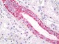 FFAR2 / GPR43 Antibody (Cytoplasmic Domain)