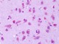 GPR75 Antibody (Extracellular Domain)