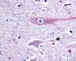 GPR75 Antibody (Cytoplasmic Domain)