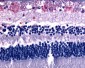 GPR75 Antibody (C-Terminus)