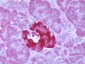 FFAR1 / GPR40 Antibody (Cytoplasmic Domain)