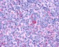 GPR132 / G2A Antibody (Cytoplasmic Domain)