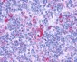 GPR132 / G2A Antibody (Cytoplasmic Domain)