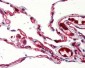 GPR132 / G2A Antibody (C-Terminus)