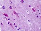 GPR83 Antibody (C-Terminus)