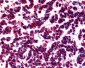 BOB / GPR15 Antibody (Cytoplasmic Domain)