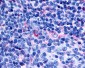 GPR65 / TDAG8 Antibody (Cytoplasmic Domain)