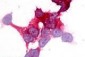 ADGRE2 / EMR2 Antibody (N-Terminus)