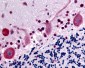 GPR32 Antibody (Cytoplasmic Domain)