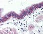 ADGRG6 / GPR126 Antibody (Internal)