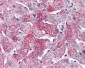 ADGRG6 / GPR126 Antibody (Internal)