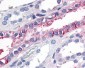 GPR89A Antibody (Extracellular Domain)