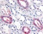 GPR89A Antibody (Extracellular Domain)