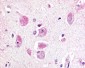 RXFP3 Antibody (Cytoplasmic Domain)