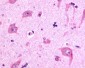 RXFP3 Antibody (C-Terminus)