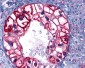 GPCR6 / GPR101 Antibody (Cytoplasmic Domain)