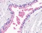 OR51E1 Antibody (Cytoplasmic Domain)
