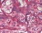 OR51E1 Antibody (Internal)